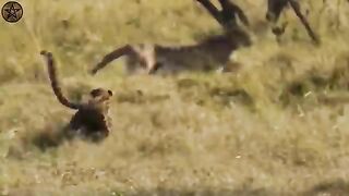 Animels Fighting