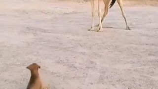 Dog And Camel funny video #Shorts #dogs
