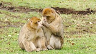 Monkey Beautiful Video/Forest Animal Monkey Beautiful Video 2022.
