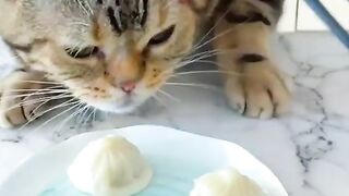 How do cats eat?