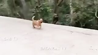 Monkey vs dog