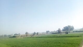 Nature View