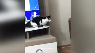 Funniest Animals Videos 2023 - Funny Cats and Dogs Videos