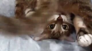 ????Playful Sweet Kittens