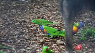 Cassowary