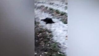 Funny cats and dogs videos #short funny cats and dogs videos