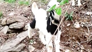 "Fuzzy Love: A Month of Goats"