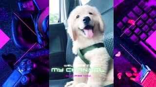 Cute Dogs