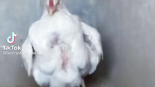Very difficult for hens