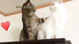 Cat found a love