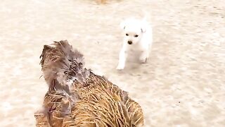 Funny video