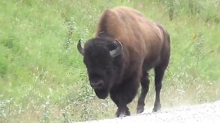 Buffalo beautiful video for buffalo lover