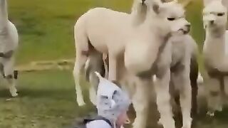 Islamic the video