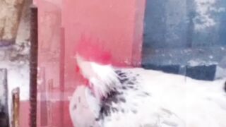 My chicken is sick