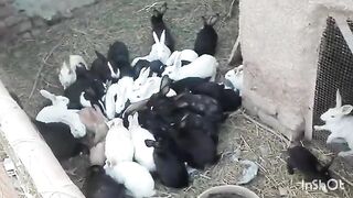 Animals