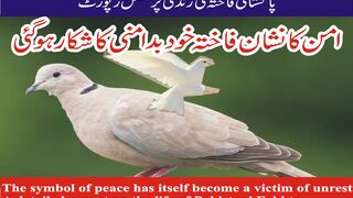 The DOVE bird, which is considered a symbol of peace around the world, has itself become a victim of unrest