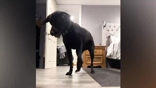 Dancing dogs