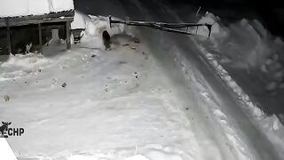 Begie dog alone  against 4 wolves