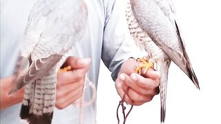 Read Head Marlin, Beaty bird, Falconry