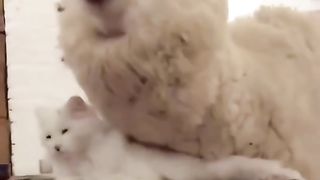 Вы когда-нибудь видели как альпака гладит котика? Теперь видели