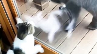 Cat vs Bear