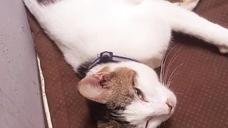 Nemo tukang tidur