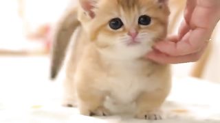 Cat cute