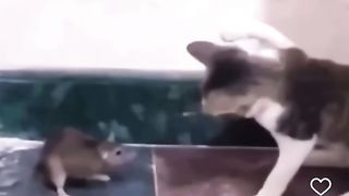 Tom and Jerry are not the same anymore