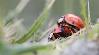 little bug