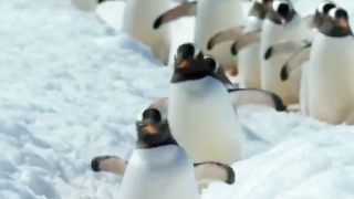 #Pinguin gentto