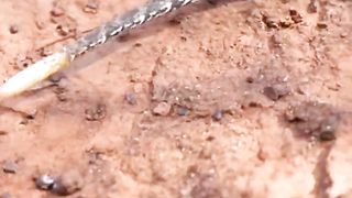 Ular derig #DEATH ADDER
