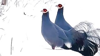 Video about Bird's