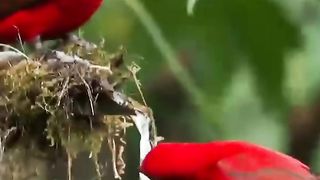 Nice video