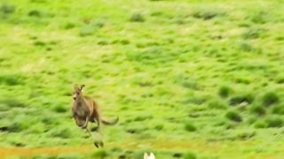 #Kanguru