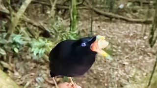 Robot mata-mata Burung Namdur