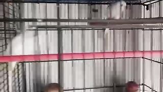 Look at me ll put me out of the cage