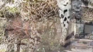 #Serval hitam Langkah