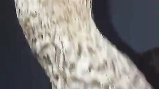 Parrot beak ll beautiful beak