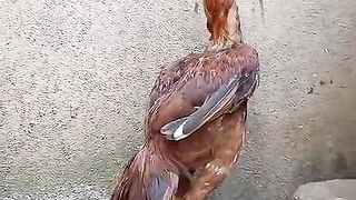 The big parrot beak ll beautiful chicken