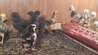 Little bittle chicken