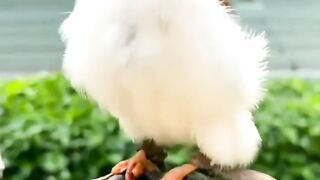 #Pygmi falcon