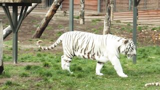 White Tiger
