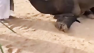 Camel Fight|Must Watch|how Angry camel is fighting