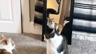 Funny cats cute