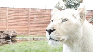 Lion with