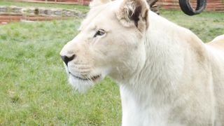 Lion white