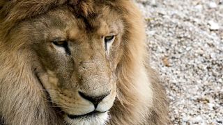 #Lion