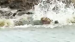 Cheetah and the crocodile