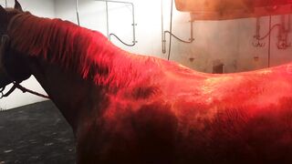 Good horse