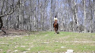 Good horse